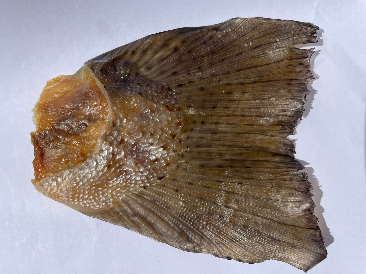 Air Dried Salmon Tails